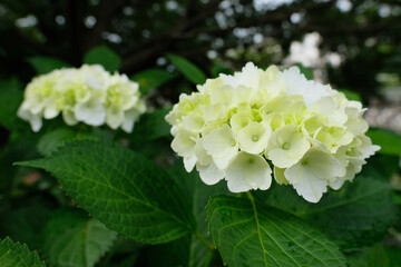 紫陽花のクローズアップ。green hydrangea in macro closeup, spring time Japan
