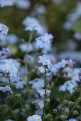 blue flowers on the background