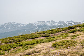 Fototapeta na wymiar Spring mountain landscape. Rila Mountain, Bulgaria. Meadow with blooming crocuses in the background high mountains with snowy slopes.