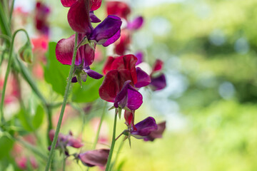 Fototapeta na wymiar 赤紫のスイートピー/カオリエンドウ/エンドウマメの花