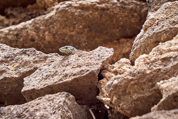 Common Wall Lizard sunbathing (Podarcis muralis)