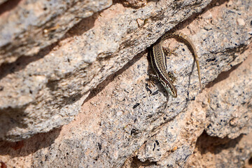 Common Wall Lizard sunbathing (Podarcis muralis)