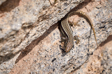 Common Wall Lizard sunbathing (Podarcis muralis)