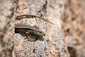 Curious Common Wall Lizard (Podarcis muralis)