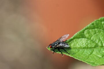 Close up of a fly on a green leaf
