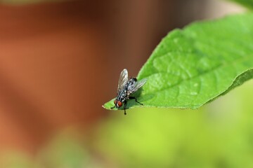 Close up of a fly on a green leaf