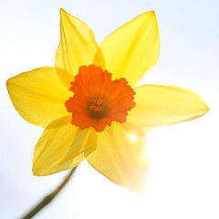 yellow daffodil flower with sun behind
