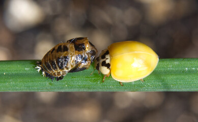 Marienkäfer - Verpuppung