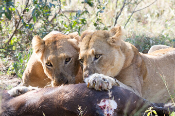 Two lions eating a buffalo calf they killed in Kruger Park