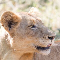 Head portrait of lioness., Kruger Park