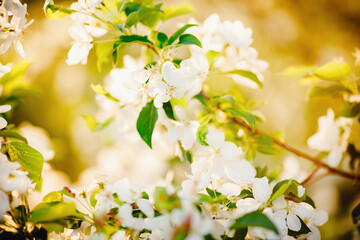 Apple tree flowers close up, spring sunlight