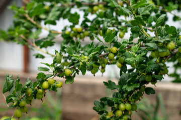 Gooseberry branch with ripening berries on a green Bush in the garden