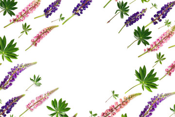 Frame of wild flowers pink and violet lupin ( Lupinus albus ) on a white background with space for text. Top view, flat lay