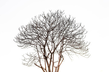 Dry tree, dead tree  isolated on white background
