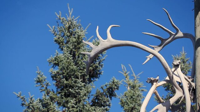 Side view of caribou antlers hanging from totem pole. 