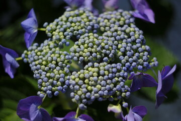 hydrangea flower