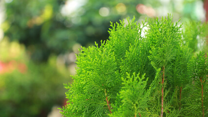 life is the flower for which love is the honey