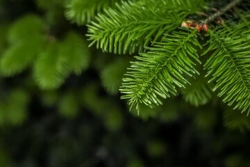 Closeup of a fresh green fluffy spruce branch with shallow depth of field and copy space. Abstract Christmas festive natural textured background