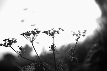 Schwarz-weiße Blüten im Gegenlicht