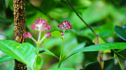 life is the flower for which love is the honey