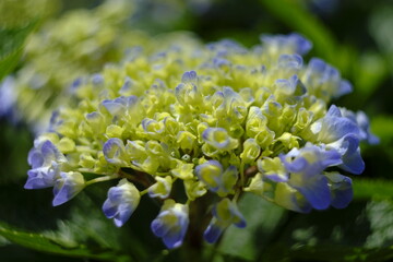 hydrangea flower