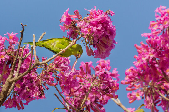 Yellow-chevroned Parakeet (Brotogeris chiriri) eating flowers of Pink Trumpet Tree