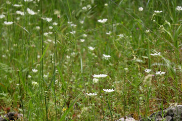 White wildflowers in a meadow. Selective focus.