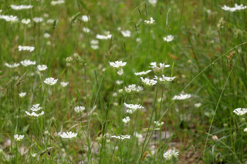 White wildflowers in a meadow. Selective focus.
