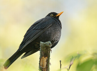 Amsel genießt die Sonne