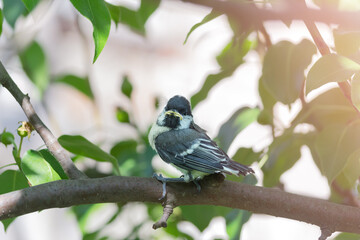 A chick of a Great tit has flown out of the nest and is sitting on a branch. Observation of birds living near a person