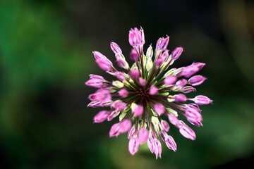 Amazing view of colorful yellow tulip flowering in the garden and green grass landscape under natural sunlight at sunny summer or spring day. Close up spring tulip flowers background in morning nature