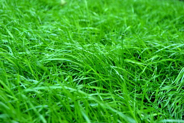 green grass background