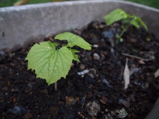 young plant in the garden