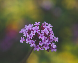 Purple flowers in the garden