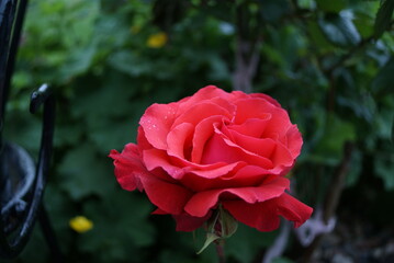(Rosa Chinensis) Rose with dew drops in the garden
