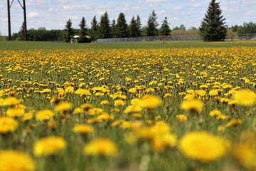 field of dandelions 