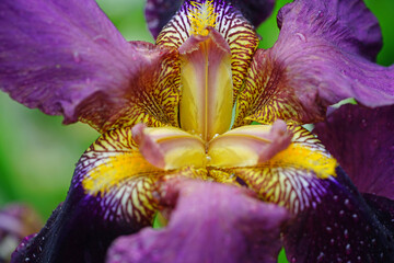 Close-up full bloom view of a purple and yellow bearded iris flower © eqroy