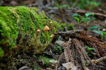 苔むす森の木のキノコ。green moss and mushroom in a forest, Tokyo Japan.