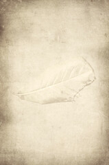 old paper background with leaf
