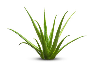 Fresh aloe vera isolated on white background.with clipping path