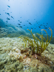 Fototapeta na wymiar Scuba diving in Adriatic Sea, Croatia