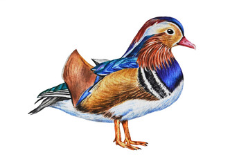Realistic watercolor illustration  mandarin duck  isolated on a white background.  Hand drawn.  Closeup. Template.