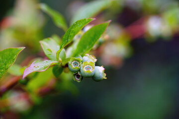 Green berries growing on a blueberry bush in the garden