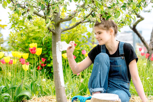 Whitewashing spring trees, protection against insects and pests.A woman paints in white tree trunk with a brush.Whitewashing trees in spring time. Gardening and agriculture, protective.