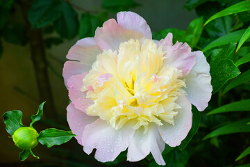 Fragrant pink and yellow ruffled peony flower