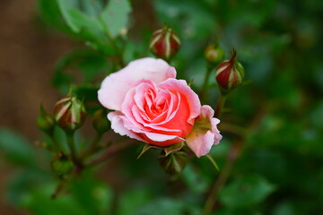 Apricot orange rose flower growing in the garden