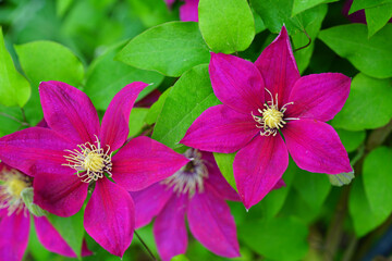 
Single purple clematis flower on the vine