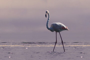 Fototapeta na wymiar Wild african birds. One bird of pink african flamingo walking around the lagoon and looking for food