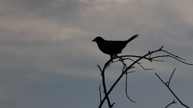 silhouette of a bird on a branch