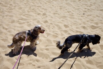 Sweet cocker spaniels on the sandy hot beach